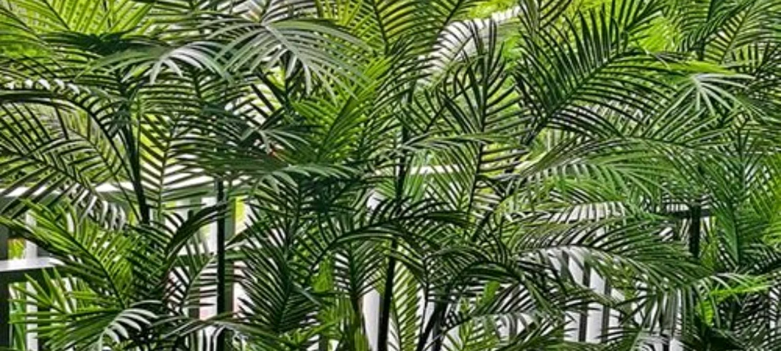 Professional terrace planting by Win Landscape for a Chennai property