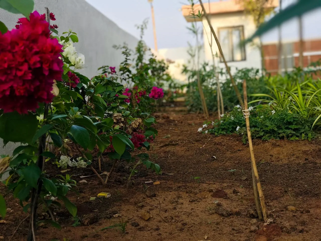 Bougainvillea and flowering garden bed under development at a Chennai home