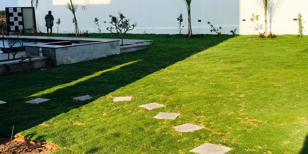 Miyawaki Mini-Forest for Small Chennai Plots: Is It Worth It?