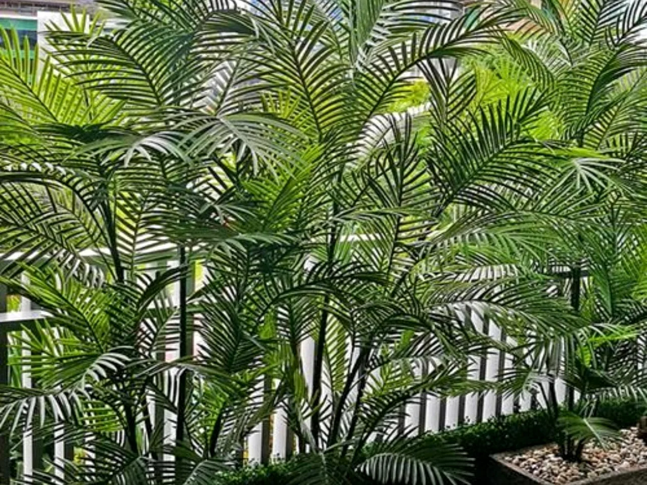 Areca palm terrace planting against balcony railing in an apartment in Chennai