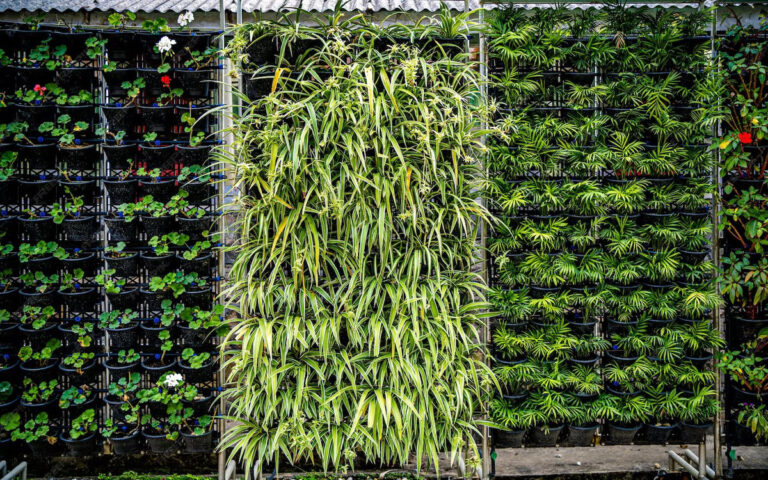 Vertical Garden Ideas for Small Chennai Spaces