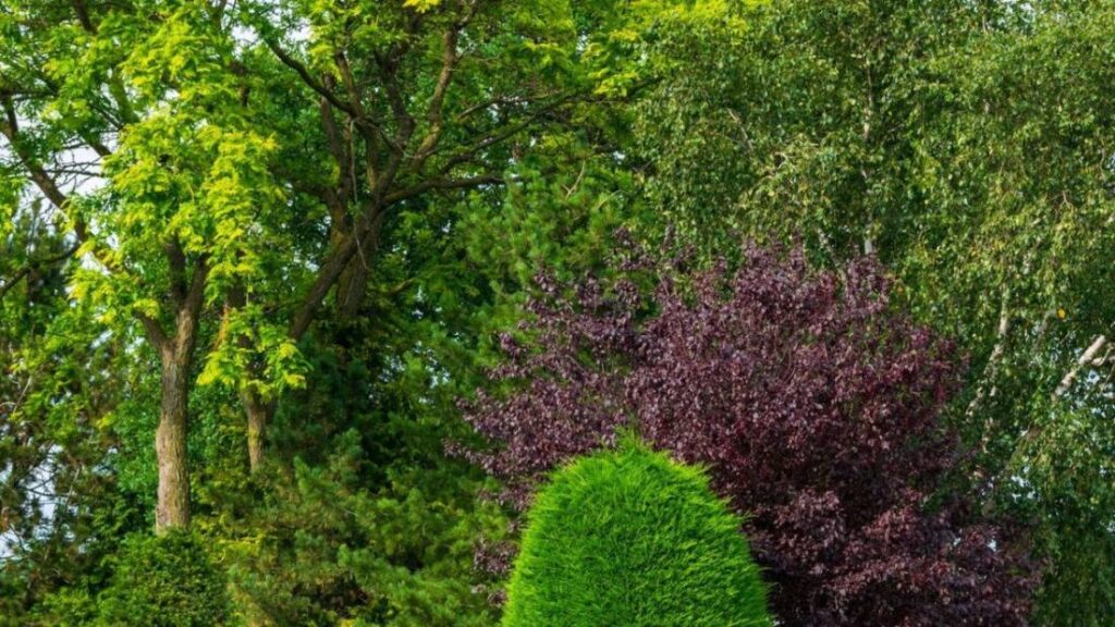 Native Plants for a Water-Wise Chennai Garden