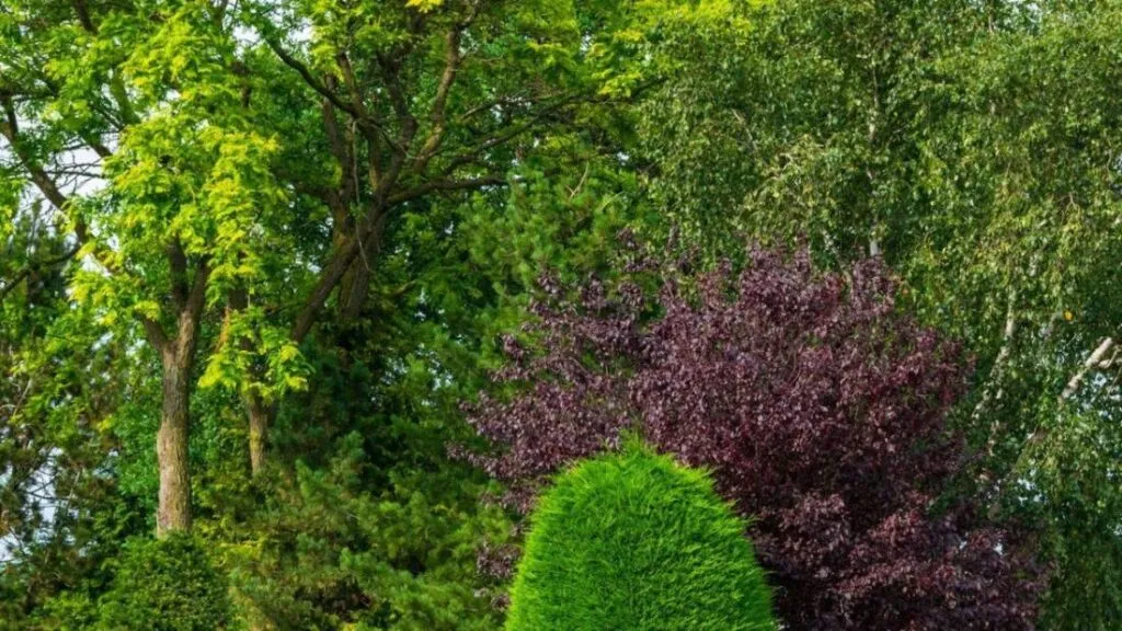 Native Plants for a Water-Wise Chennai Garden