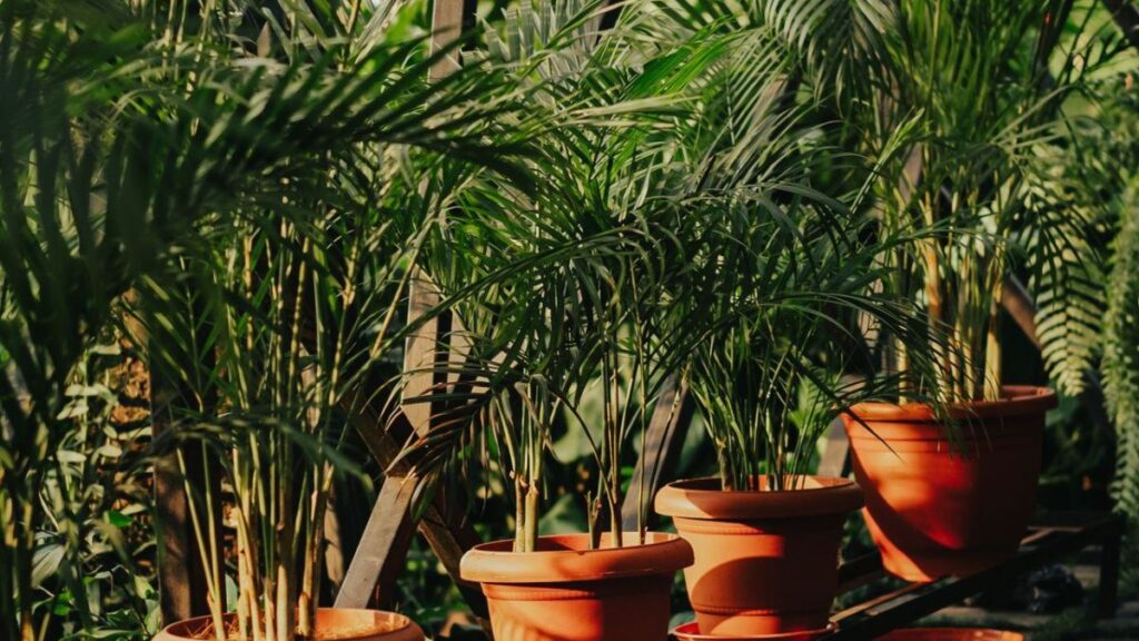 Plants for a rooftop garden setup on a Chennai terrace
